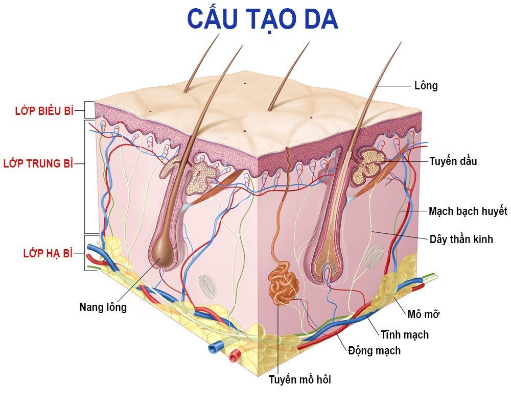 KHOÁ ĐÀO TẠO CHĂM SÓC DA MIỄN PHÍ